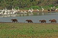 Hydrochaeris hydrochaeris. Capybara. Hydrochaeris hydrochaeris. Le plus gros rongeur du monde. Pantanal. brésil. 