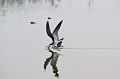 Rynchops niger. Bec en ciseaux noirs. Rynchops niger. Oiseau du Pantanal. Brésil. 