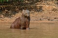 Hydrochaeris hydrochaeris. Capybara. Hydrochaeris hydrochaeris. Le plus gros rongeur du monde. Pantanal. Brésil. 