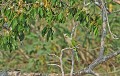 Myiopsitta monachus. Conure veuve. Myiopsitta monachus. Oiseau du Pantanal. Brésil. 