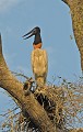 Jabiru mycteria. Jabiru d'Amérique. Jabiru mycteria. Echassier du Pantanal. Brésil. 