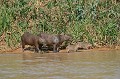 Hydrochaeris hydrochaeris. Capybara. Hydrochaeris hydrochaeris. Le plus gros rongeur du monde. Pantanal. Brésil. 