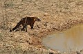 Nasua nasua. Coati roux. Nasua nasua. Mammifère du Pantanal. Brésil. 