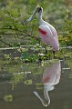 Platalea ajaja. Spatule rosée. Platalea ajaja. Echassier du Pantanal. Brésil. 