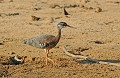 Heurypyga helias. Caurale soleil. Heurypyga helias. Echassier du Pantanal. Brésil. 