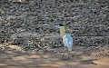 Pilherodius pileatus. Héron coiffé. Pilherodius pileatus. Echassier du Pantanal. Brésil. 