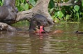 Pteronura brasilliensis. Loutre géante du Brésil. Pteronura brasilliensis. Mammifère du Pantanal. Brésil. 