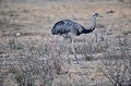 Rhea americana. Nandou américain. Rhea americana. Oiseau du Pantanal. Brésil. 