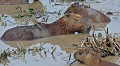 Hydrochaeris hydrochaeris. Capybara. Hydrochaeris hydrochaeris. Le plus gros rongeur du monde. Pantanal. Brésil. 