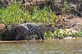 Panthera onca. Jaguar. Panthera onca. Pantanal. Brésil. 