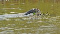 Pteronura brasilliensis. Loutre géante du Brésil. Pteronura brasilliensis. 