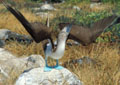 <b>Sula nebouxii excisa.</b> Sous-espèce endémique qui représente aux îles Galapagos 30% de la population mondiale. Parade démonstrative qui, au terme d'une danse d'un pied sur l'autre, est ponctuée par un coup de sifflet puissant. Fou à pieds bleus, Sula nebouxii excisa, oiseau de mer, palimipède  des îles Galapagos. 