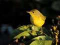 <b>Dendroica petechia aureola.</b> Sous-espèce endémique qui se nourrit d'insectes. Fauvette jaune, ¨Dendroica petechia aureola , passereau  endémique des  îles Galapagos. 