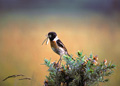 <b>Saxicola torquata.</b> Ou Tarier pâtre. Mâle. France. Habite les landes, les marais, les buissons. Il se reproduit en Europe, du nord de la Scandinavie jusqu'en Espagne. Sa route migratoire le conduit en Afrique, jusqu'en Namibie. L'espèce régresse en Europe principalement à cause de l'emploi d'engrais chimiques et de pesticides. Traquet pâtre mâle. Tarier pâtre. Saxicola torquata. Passereau d'Europe. 