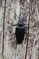 Cerambyx cerdo. Grand Capricorne. Cerambyx cerdo. Parc National des Calanques. PACA. 