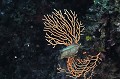 Petite roussette. Scyliorhinus canicula. Oeuf de roussette et Gorgone. Parc National des Calanques. PACA 