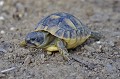 Testudo hermanni. Tortue d'Hermann. Testudo hermanni. Parc national des Calanques. PACA. 