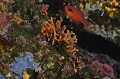 Myriapora truncata. Faux corail. Myriapora truncata. Parc National des Calanques. PACA. 