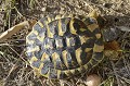 Testudo hermanni. De souche varoise, cette tortue est endémique en France. Elle occupait tout le midi méditerranéen il y a 35000 ans. Son habitat s'est réduit depuis quelques siècles à certaines zones du sud de l’Hexagone, plus particulièrement dans 40 communes du Var. Les individus rencontrés dans les Bouches du Rhône pourraient provenir d'élevages de particuliers puis relâchés ou enfuis. Tortue d'Hermann. Testudo hermanni. Parc National des Calanques. PACA. 