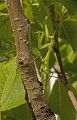 Mantis religiosa Mante religieuse. Mantis religiosa. Parc National des Calanques. PACA. 