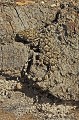 Tarentola mauritanica. Tarente. Tarentola mauritanica. Parc National des Calanques. PACA. 