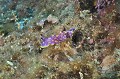 Chromodoris luteorosea. Doris tachetée mauve. Chromodoris luteorosea. Parc National des Calanques. PACA. 