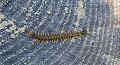 Scolopendre. Scolopendra cingulata. Scolopendre. Scolopendra cingulata. 