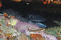 Conger conger Congre. Conger conger. Parc National des Calanques. PACA. 