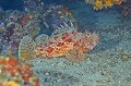 Scorpaena scrofa. Scorpaena scrofa. Chapon. Parc National des Calanques. PACA. 