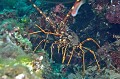 Palinurus elephas. Palinurus elephas. Langouste. Parc National des Calanques. PACA. 