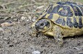 Testudo hermanni. Parc National des Calanques. Tortue d'Hermann. Testudo hermanni. PACA. 