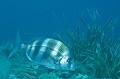 Diplodus cervinus. Parc National des Calanques. Sar tambour. Diplodus cervinus. 
