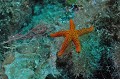 Echinaster sepositus. Parc National des Calanques. Etoile de mer rouge.Echinaster sepositus. PACA. 