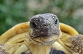 Testudo hermanni. De souche varoise, cette tortue est endémique en France. Elle occupait tout le midi méditerranéen il y a 35000 ans. Son habitat s'est réduit depuis quelques siècles à certaines zones du sud de l’Hexagone, plus particulièrement dans 40 communes du Var. Les individus rencontrés dans les Bouches du Rhône pourraient provenir d'élevages de particuliers puis relâchés ou enfuis. Parc National des Calanques. Tortue d'Hermann.Testudo hermanni. PACA 