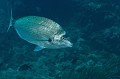 Diplodus puntazzo. Parc National des Calanques. Sar à museau pointu. Diplodus puntazzo. PACA. 