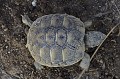 Testudo hermanni. De souche varoise, cette tortue est endémique en France. Elle occupait tout le midi méditerranéen il y a 35000 ans. Son habitat s'est réduit depuis quelques siècles à certaines zones du sud de l’Hexagone, plus particulièrement dans 40 communes du Var. Les individus rencontrés dans les Bouches du Rhône pourraient provenir d'élevages de particuliers puis relâchés ou enfuis. Tortue d'Hermann. Testudo hermanni. Parc National des Calanques. PACA. 