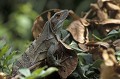 Cnetosaura similis. Iguane noir. Cnetosaura similis. Costa Rica. 