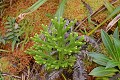 Lycopode. Plante cryptogame qui se reproduit sur les flancs de la Soufrière. Lycopode. Plante cryptogame. Flanc de la Soufrière. Basse Terre. Antilles françaises. 