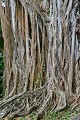  Guadeloupe. Arbre. Banian. Antilles françaises. 
