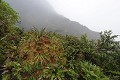  La Soufrière. Guadeloupe. Grande Terre. Antilles françaises. 