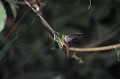 Selasphorus scintilla. Colibri scintillant. Selasphorus scintilla. Colibri du Costa Rica. Amérique centrale. 