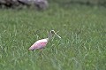 Platalea ajaja. Spatule rosée. Platalea ajaja. Costa Rica. Amérique centrale. 