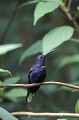 Campylopterus hemileucurus. Campyloptère violet. Campylopterus hemileucurus. Costa Rica. Amérique centrale. 
