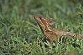 Basiliscus vitatis. Basilic à bandes. Basiliscus vitatis. Costa Rica. Amérique centrale. 