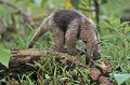 Tamandua tetradactyla. Tamandua tétradactyle. Tamandua tetradactyla. Costa Rica. Amérique centrale. 