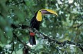 Ramphastos ambiguus. Toucan tocard. Ramphastos ambiguus. Costa Rica. Amérique centrale. 