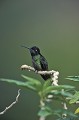 Eupherusa nigriventis. Colibri à ventre noir. Eupherusa nigriventis. Costa Rica. Amérique centrale. 