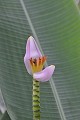  Fleur de bananier. Guadeloupe. Antilles françaises. 