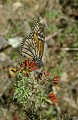 Danaus plexippus. Grand Monarque. Danaus mexippus. Mexique. 