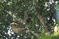 Choloepus didactylus. Paresseux didactyle. Choloepus didactylus. Costa Rica. Amérique cen 